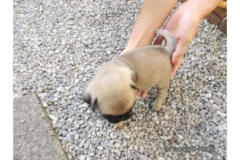 成約済の神奈川県のパグ-152990の3枚目